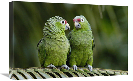 Global Gallery GCS-453081-1624-142 16 x 24 in. Red-Lored Parrot Pair S