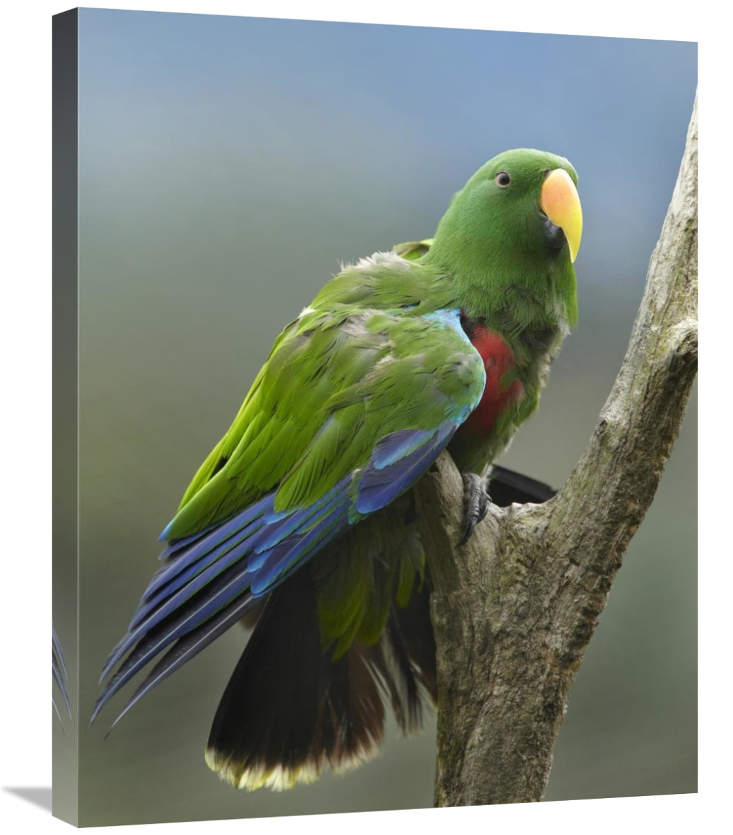 Global Gallery GCS-396299-2228-142 22 x 28 in. Eclectus Parrot Male&#4