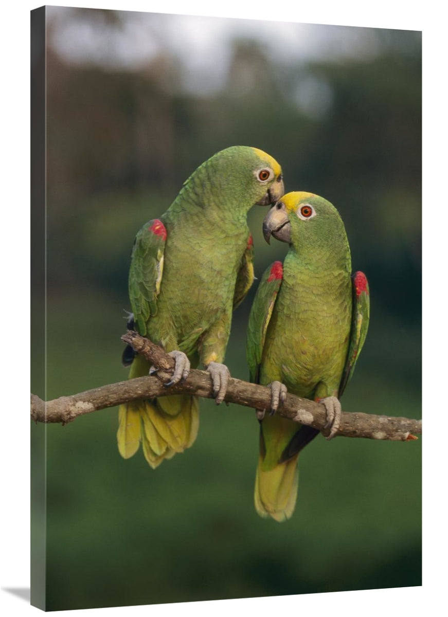 Global Gallery GCS-397639-2436-142 24 x 36 in. Yellow-Crowned Parrot P